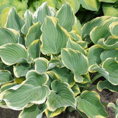 Hosta 'Clifford's Forest Fire'